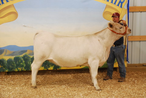 13T Grand Champion Yearling Hfr. EISF 2008 B