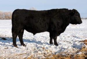 213 (ANGUS) 1-16 A