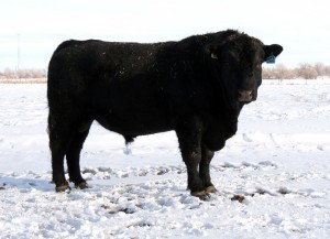 213 (ANGUS) 1-16 B