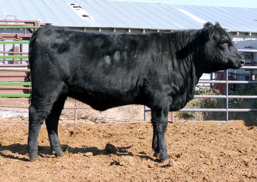 Females Murray Grey Cows Females Murray Grey Cows