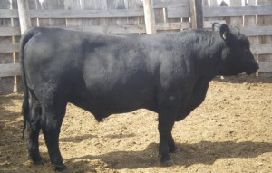 Angus bull 9-07 A