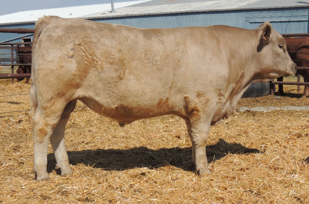 Midland Bull Test and Sale Murray Grey Cows