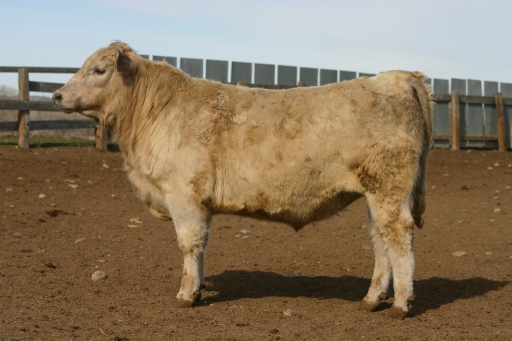 Midland Bull Test and Sale Murray Grey Cows