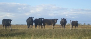 cows in pasture 10-08 B