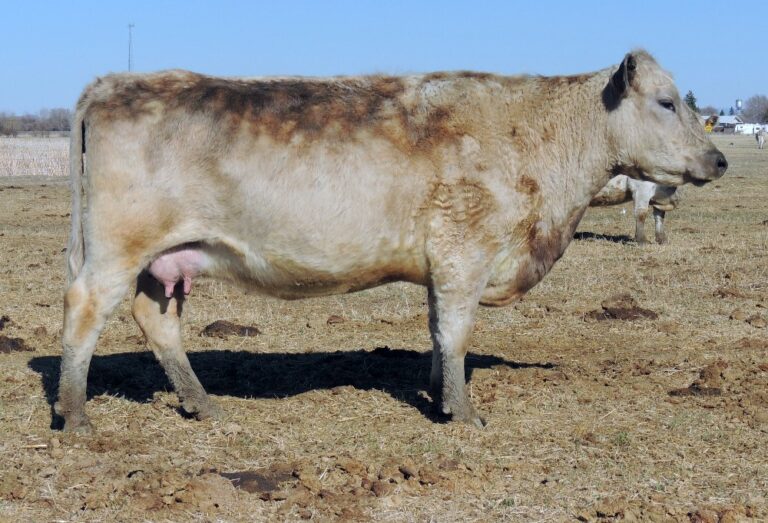 Females Murray Grey Cows Females Murray Grey Cows