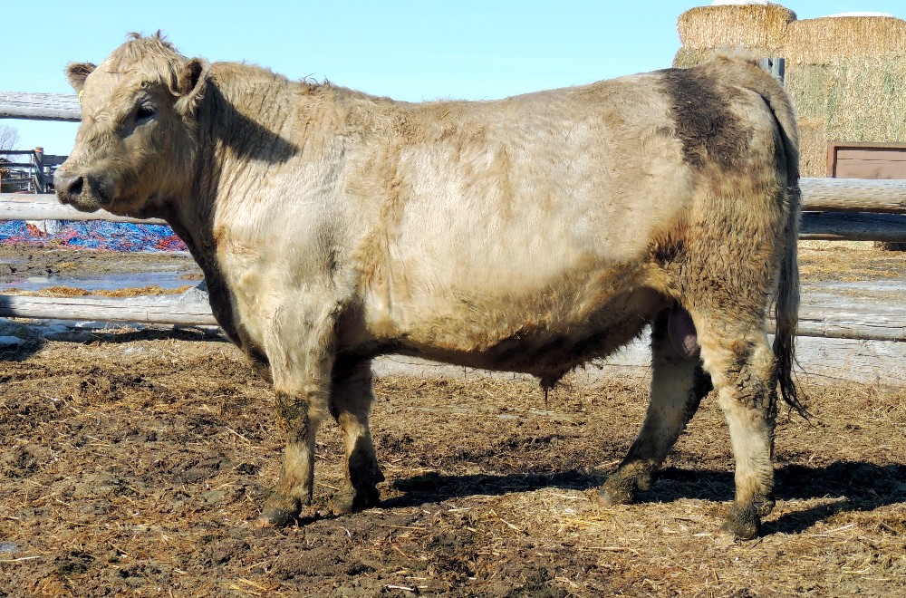 Bulls | Murray Grey Cows